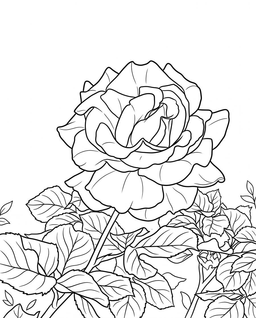 Rose coloring page